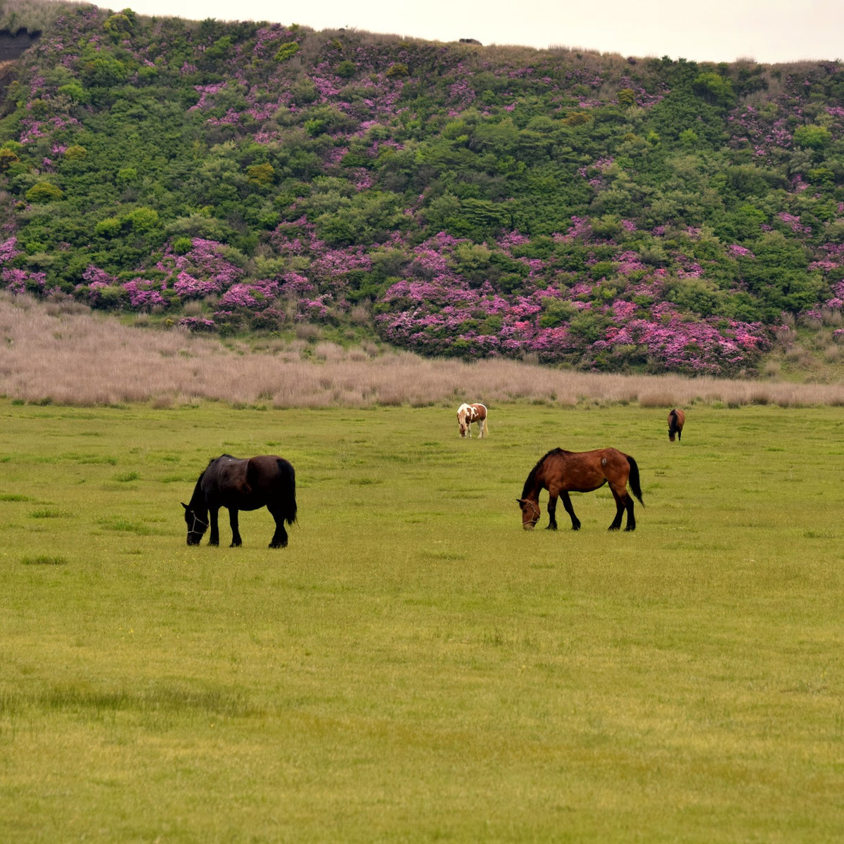 九州・阿蘇の草千里ヶ浜で草を食む馬